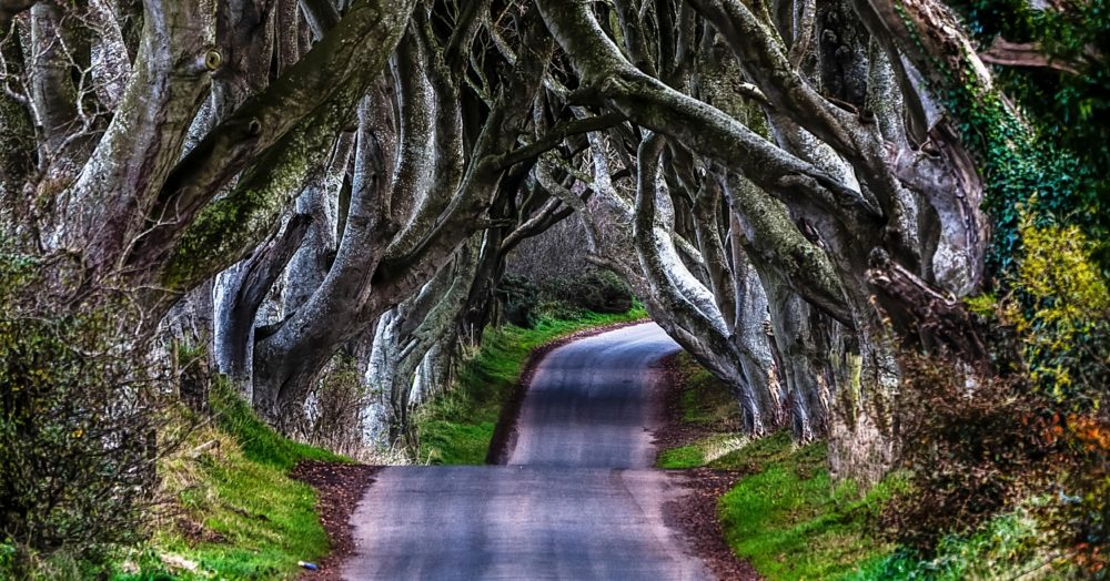 Dark Hedges, von verschlungenen Bäumen gesäumte Allee, Reise nach Nordirland