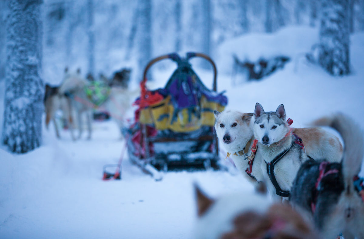 Harriniva Huskies Safaris Finnisch-Lappland