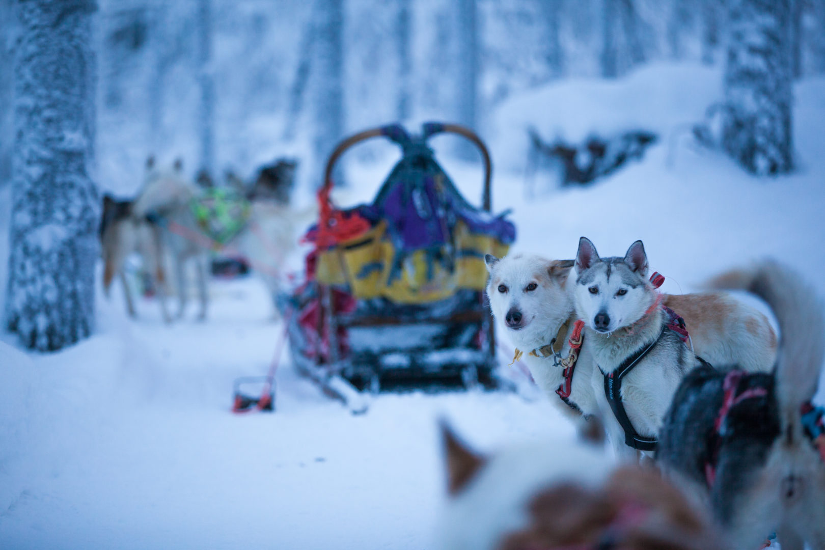 Harriniva Huskies Safaris Finnisch-Lappland