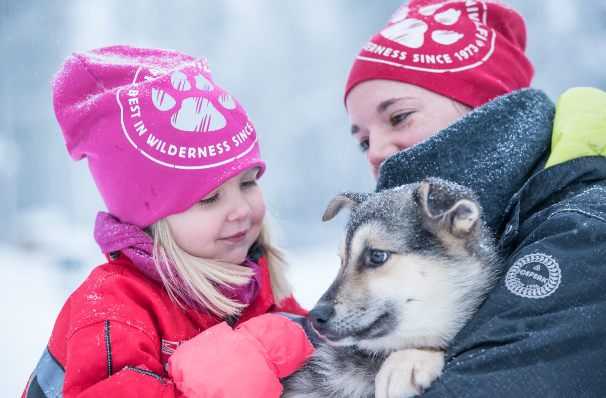 Schlittenhunde Harriniva Finnisch-Lappland