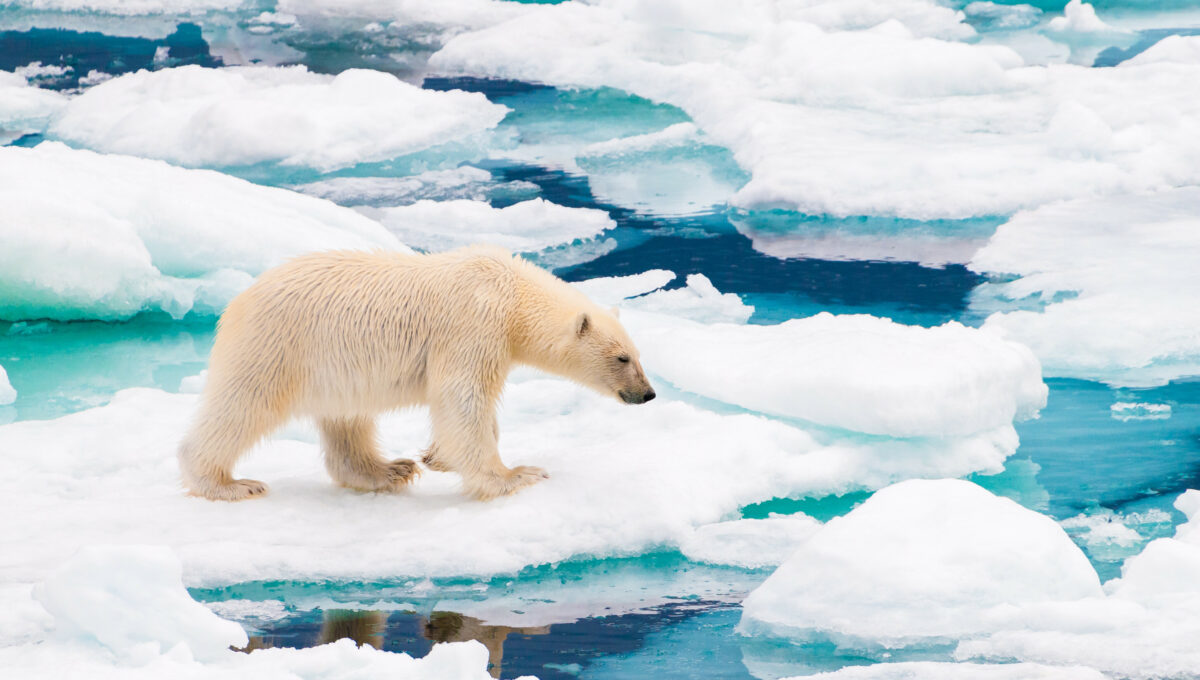 Eisbär auf den Eisschollen des Polarkreises, Svalbard, Norwegen