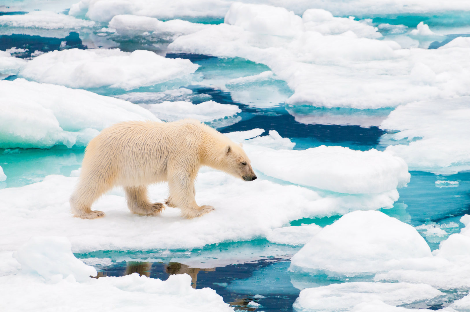 Eisbär auf den Eisschollen des Polarkreises, Svalbard, Norwegen