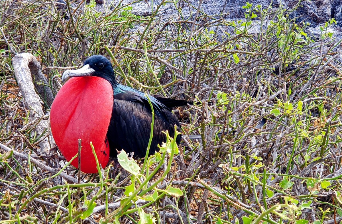 Genovesa-Insel auf Galapagos und ihre Tierwelt