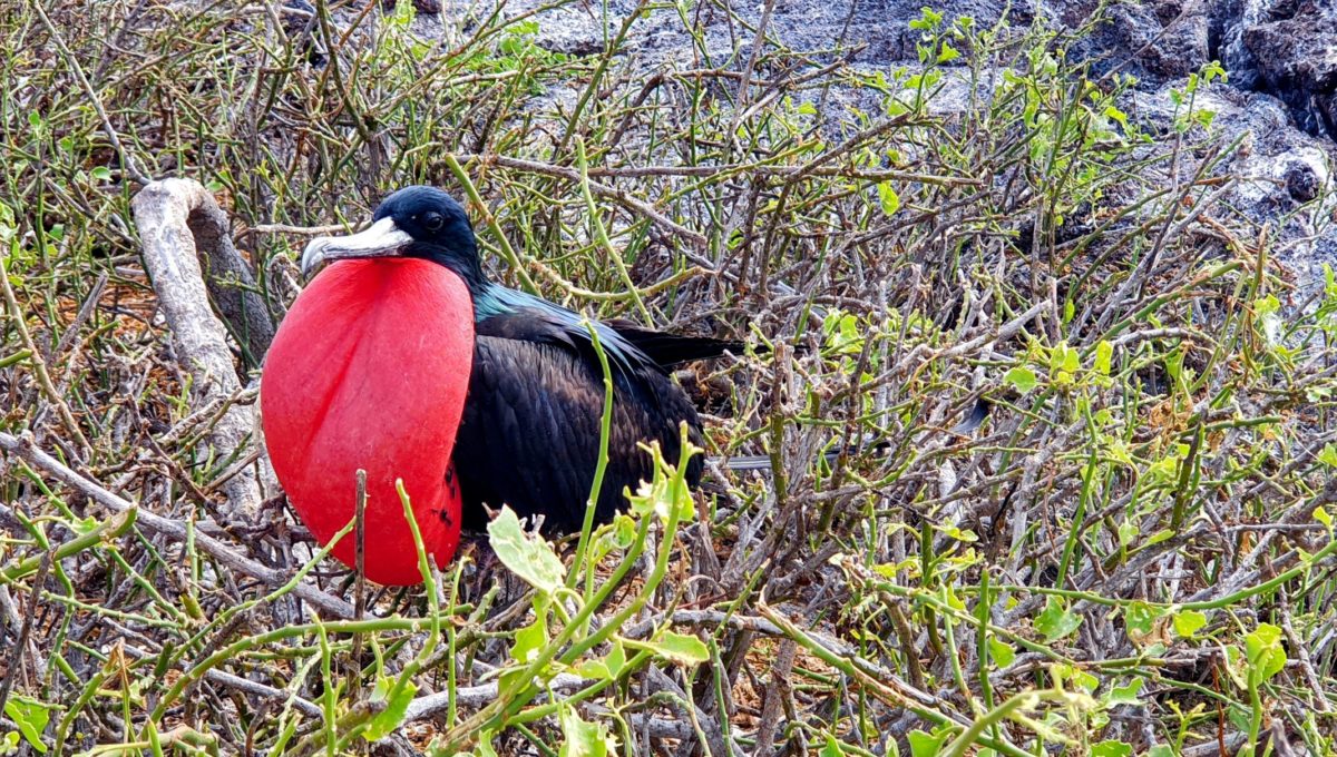 Genovesa-Insel auf Galapagos und ihre Tierwelt