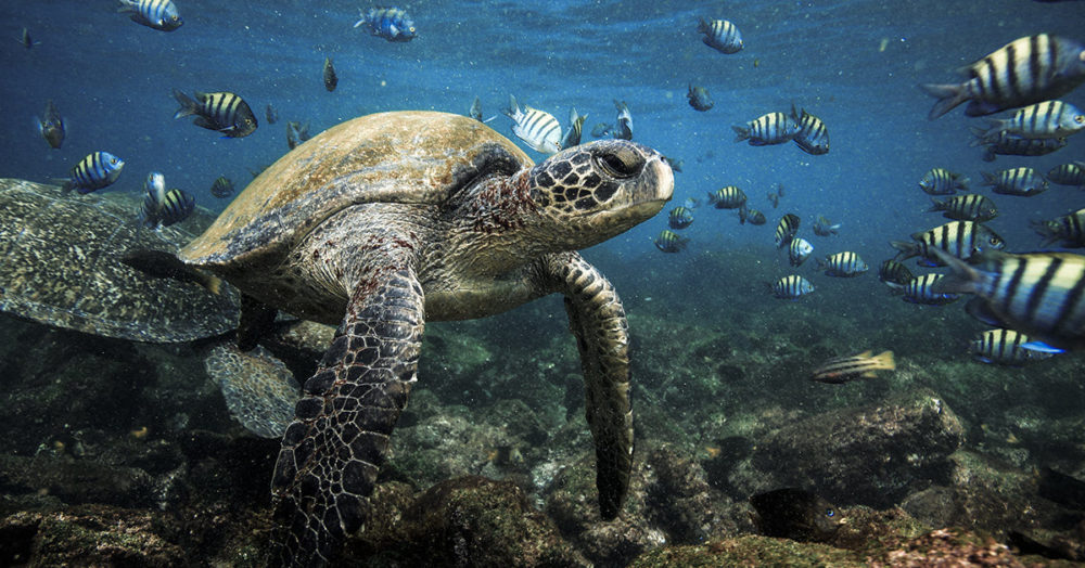der Meeresschildkröten zu schnorcheln Galapagos