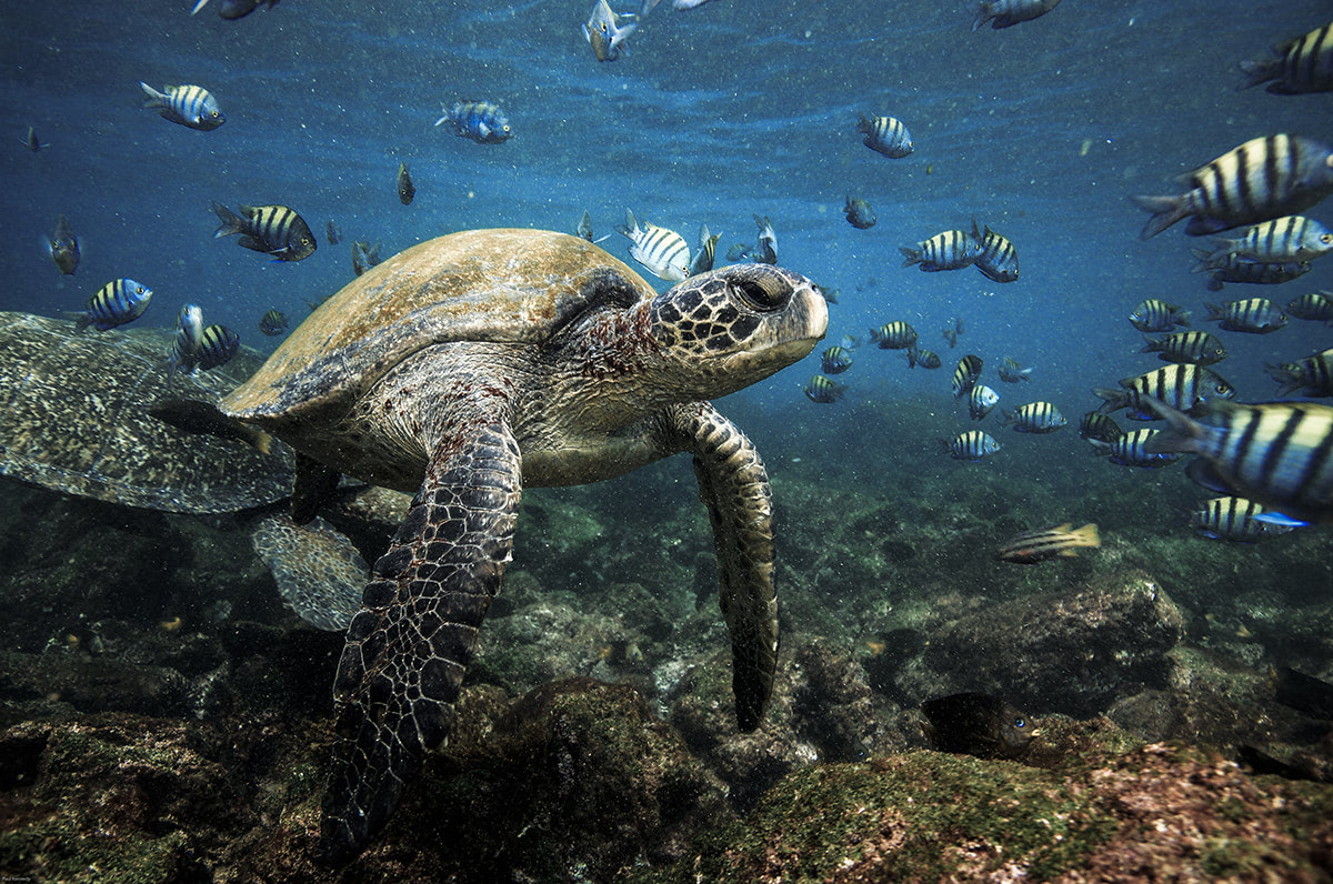 der Meeresschildkröten zu schnorcheln Galapagos