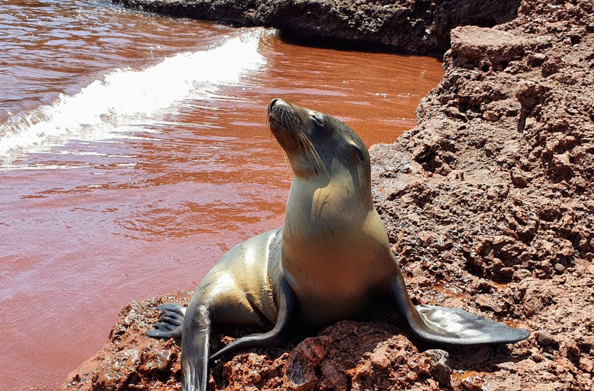 Rabida-Insel auf Galapagos und ihre Tierwelt
