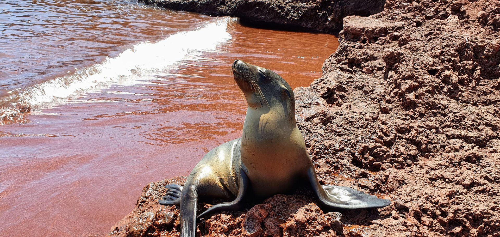 Rabida-Insel auf Galapagos und ihre Tierwelt