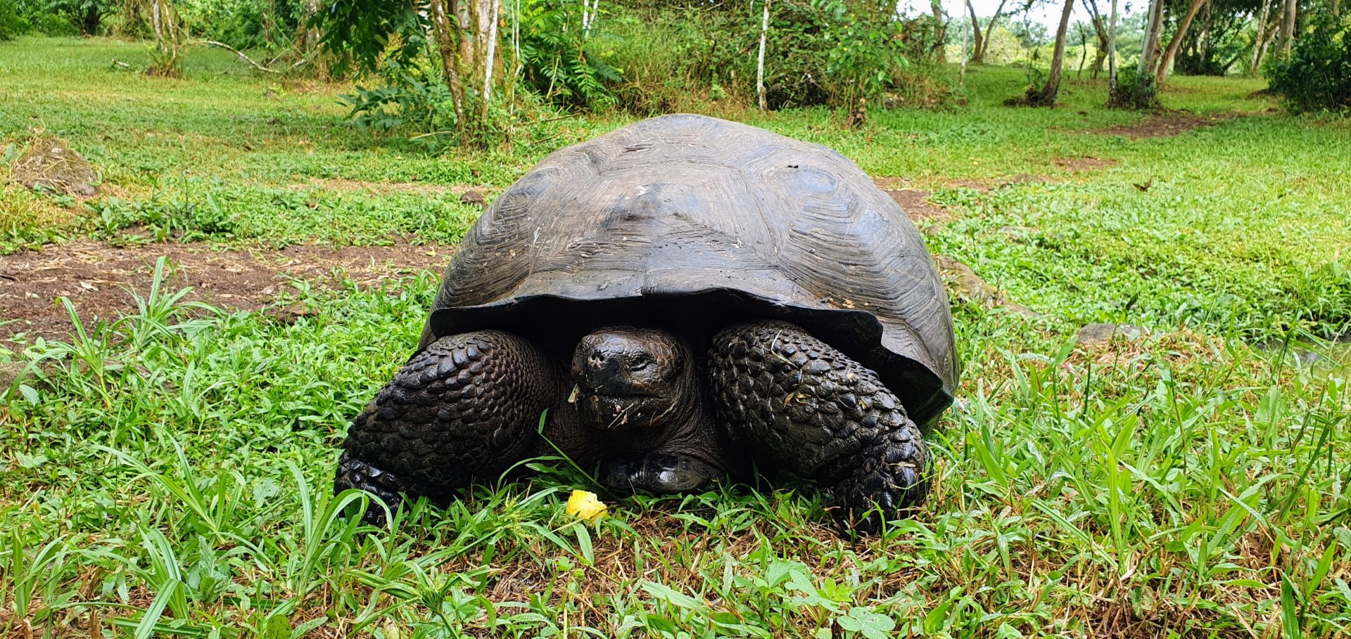 Naturschutzgebiet für Sumpfschildkröten auf der Galapagos-Insel Santa Cruz