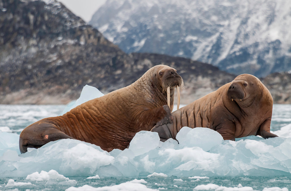 Walross und sein Junges treiben auf dem Eis eines Fjordes, Spitzbergen
