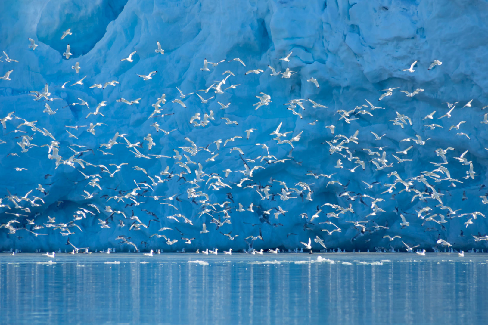 Dreizehenmöwe an der Basis des Gletschers in Spitzbergen