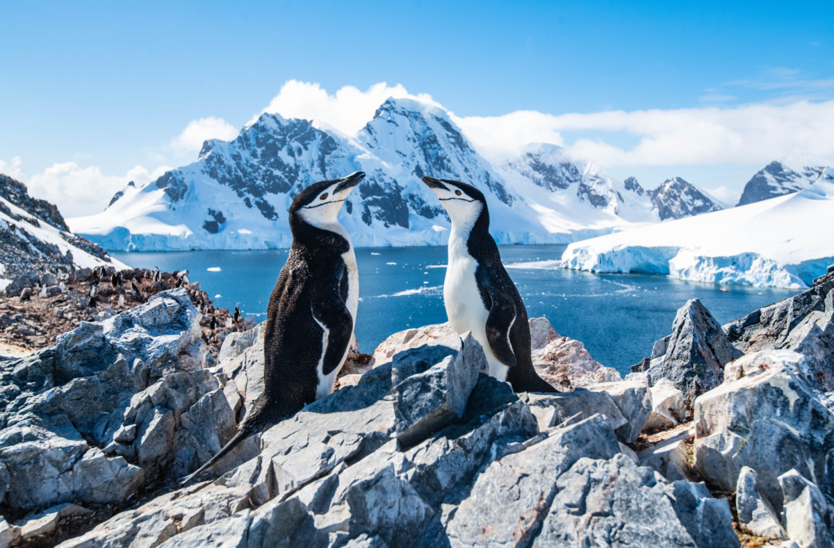 Antarktische Pinguine