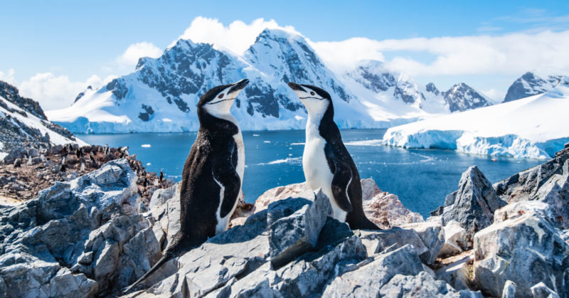 Antarktische Pinguine