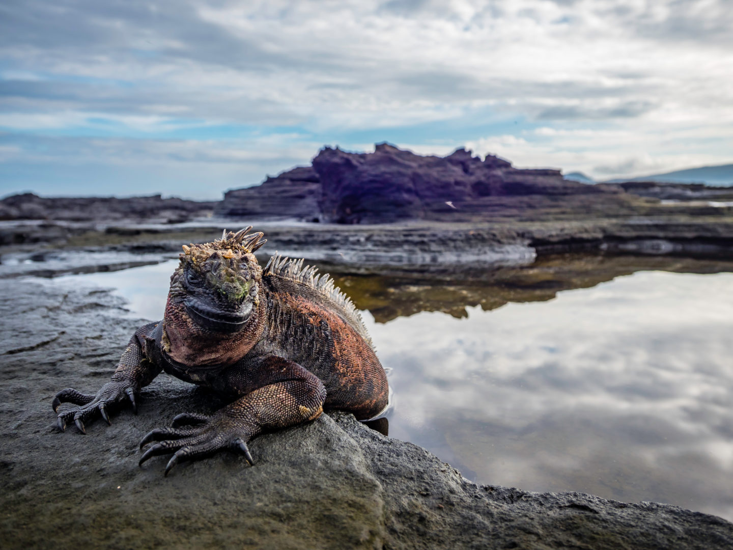 Galapagos-Meeresleguan