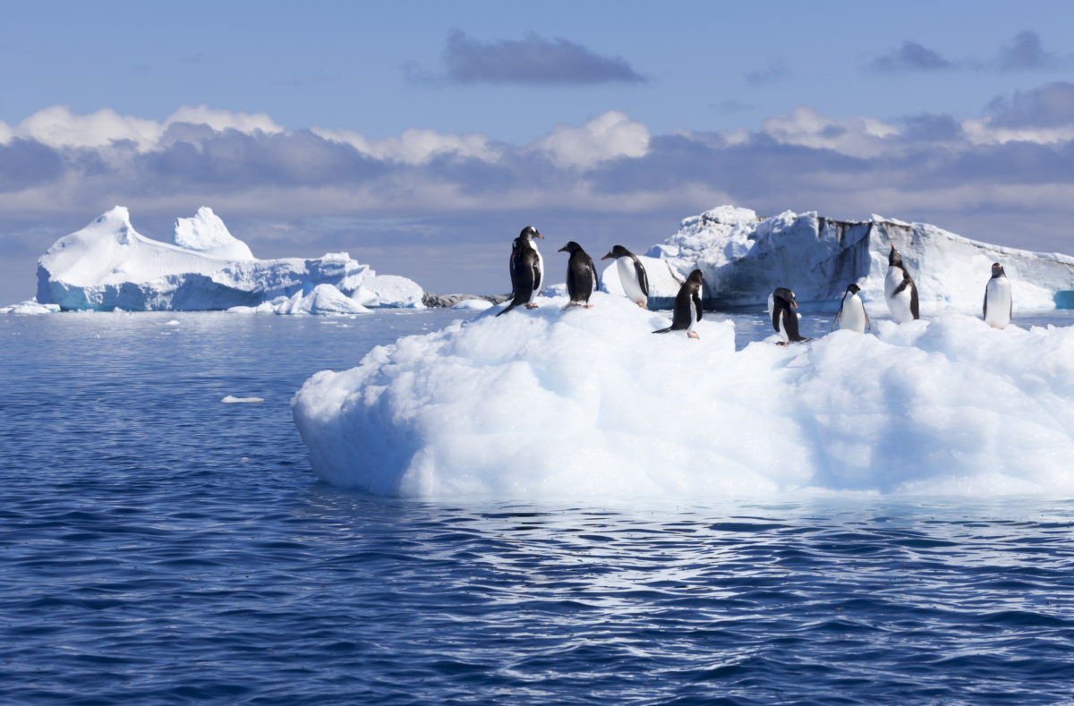 Pinguinkolonie in der Antarktis