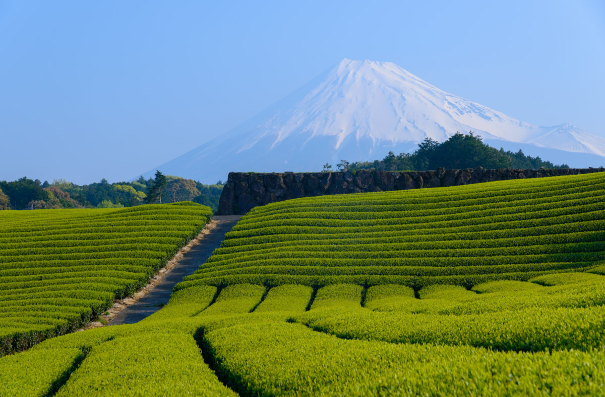 Teeplantage vor dem Berg Fuji, in Fuji City, Shizuoka, Reise Japan