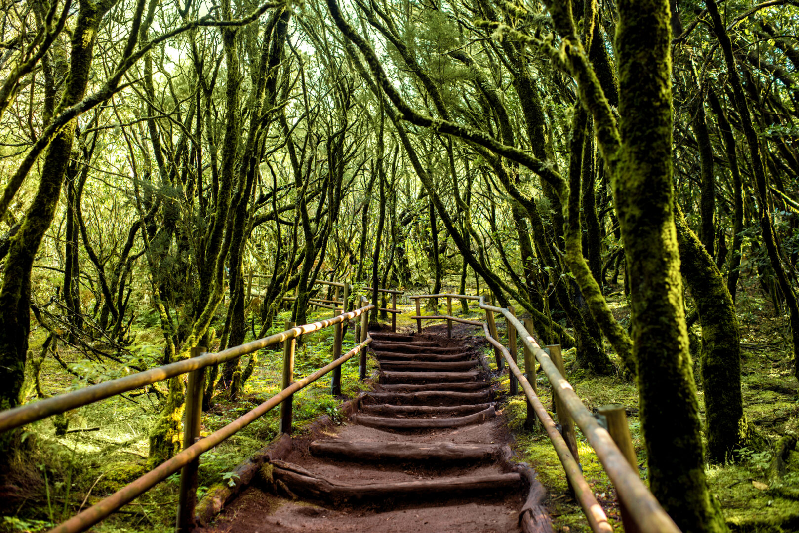 Wald im Nationalpark Garajonay, Insel La Gomera, Kanarische Inseln