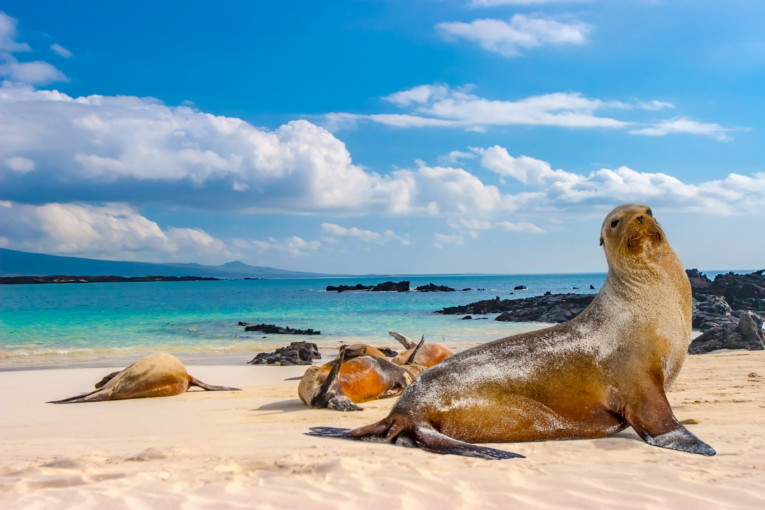 Robben auf den Galapagos-Inseln zum Besuch in einer organisierten Gruppe