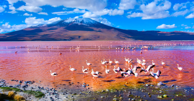 Gruppenreise zur Laguna Colorada Uyuni Bolivien