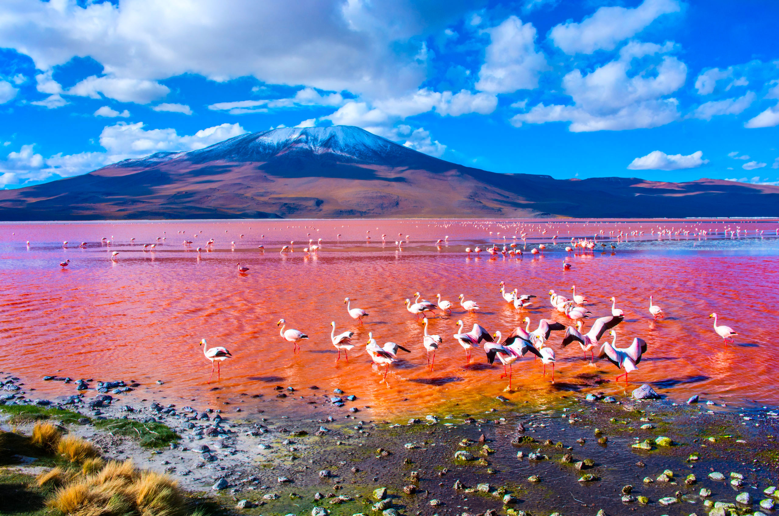 Voyage en groupe à Laguna Colorada Uyuni Bolivie