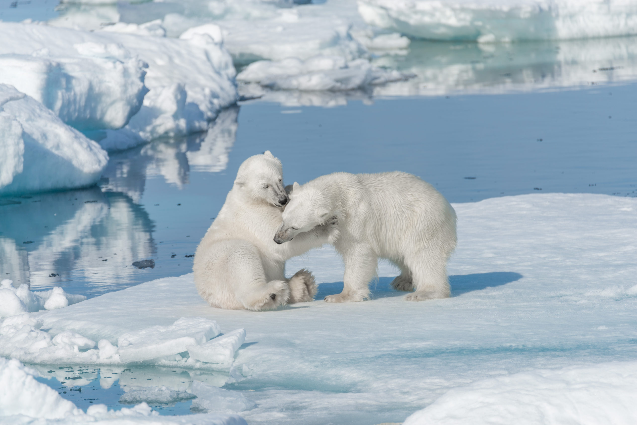 2 jeunes ours polaires qui jouent dans la banquise arctique dans le Nord du Svalbard, Norvège