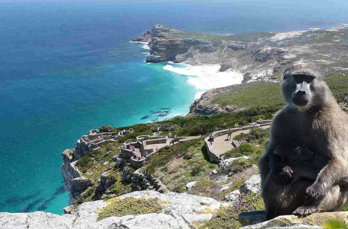 cape point Baboon