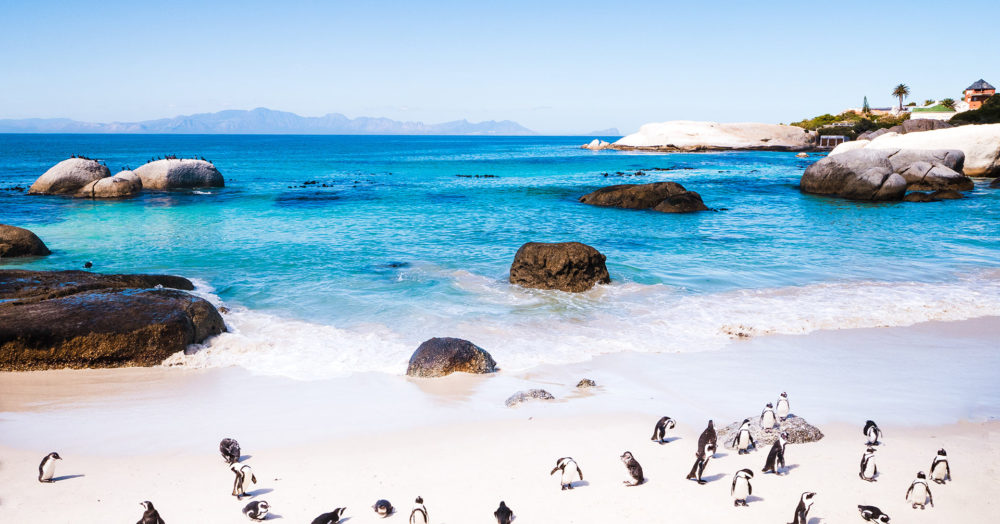 Pinguine am Boulders Beach, Gruppenreise Südafrika