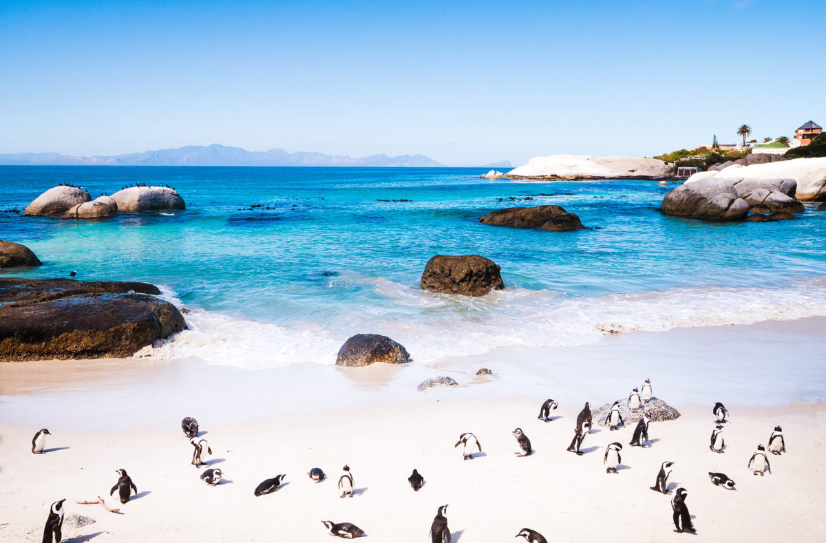 Pinguine am Boulders Beach, Gruppenreise Südafrika