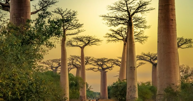 Baobabs auf einer organisierten Rundreise in Madagaskar sehen