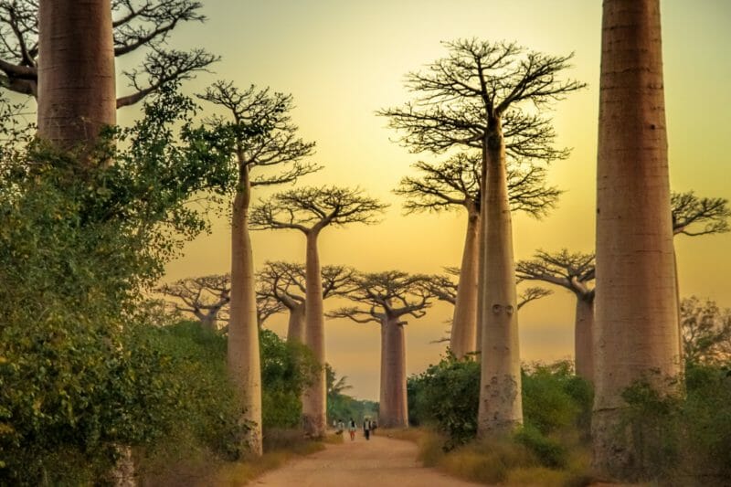 Madagaskar