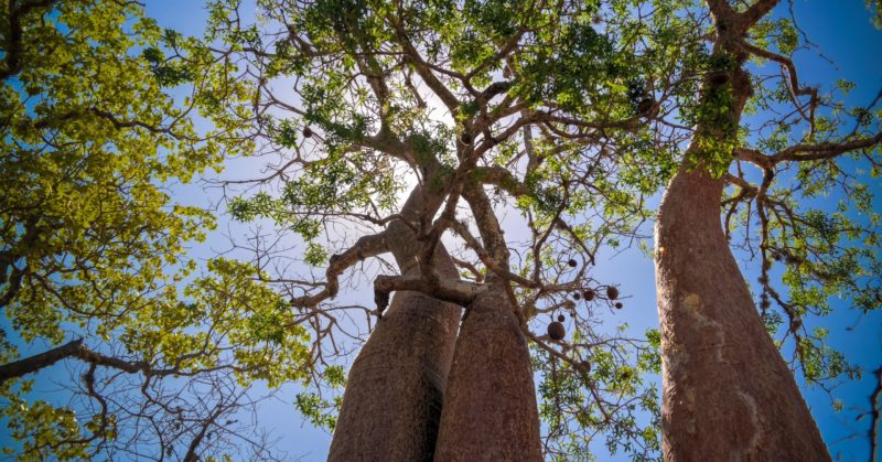 Gruppenreise nach Madagaskar in Reniala, um Affenbrotbäume zu sehen