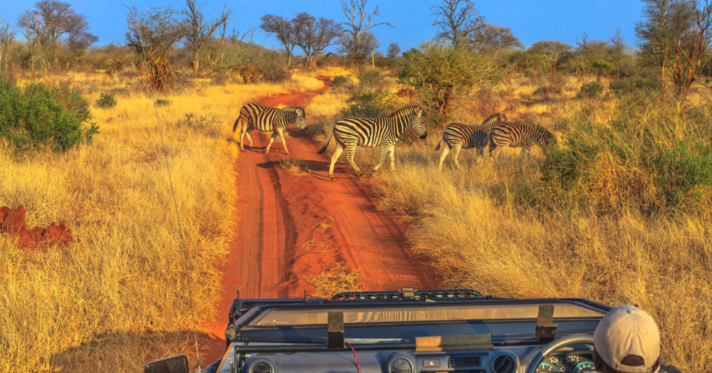 Zebragruppe, die man auf einer Safari in Südafrika beobachten kann