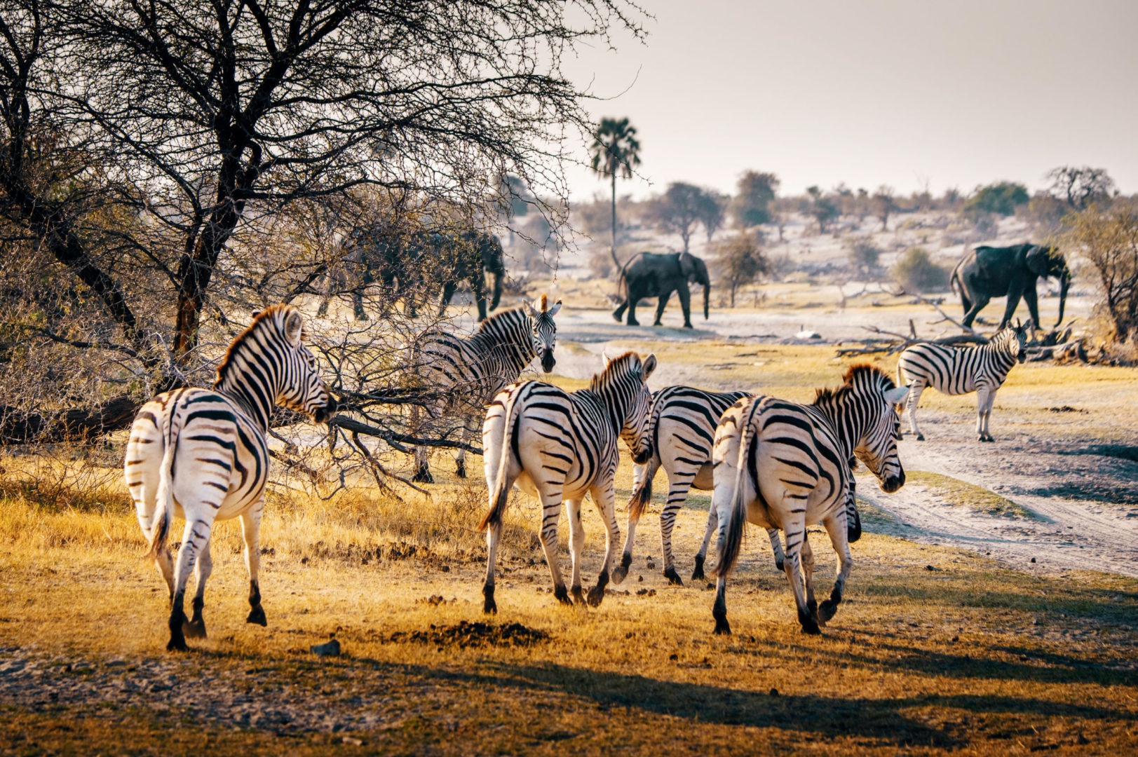 Zebras in einem Nationalpark in Botswana, Reise nach Afrika