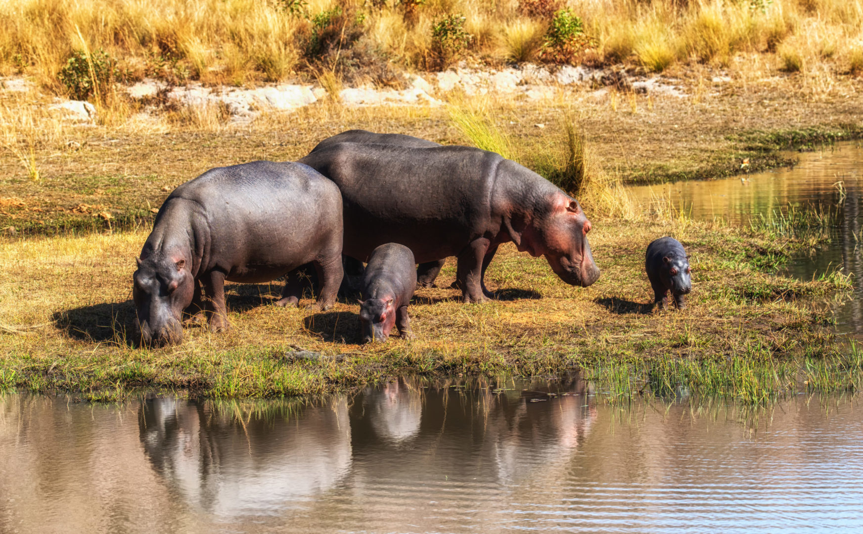Nilpferdfamilie im südlichen Afrika