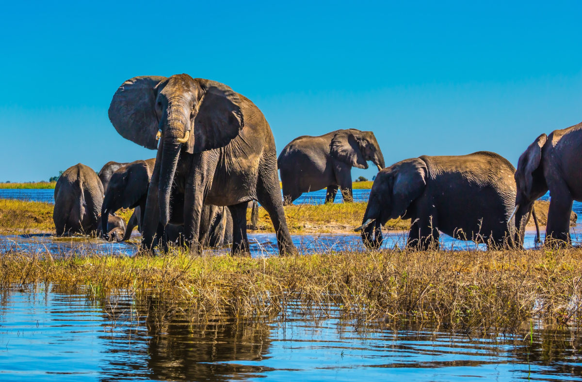 Exklusive Kreuzfahrt mit Safari im südlichen Afrika