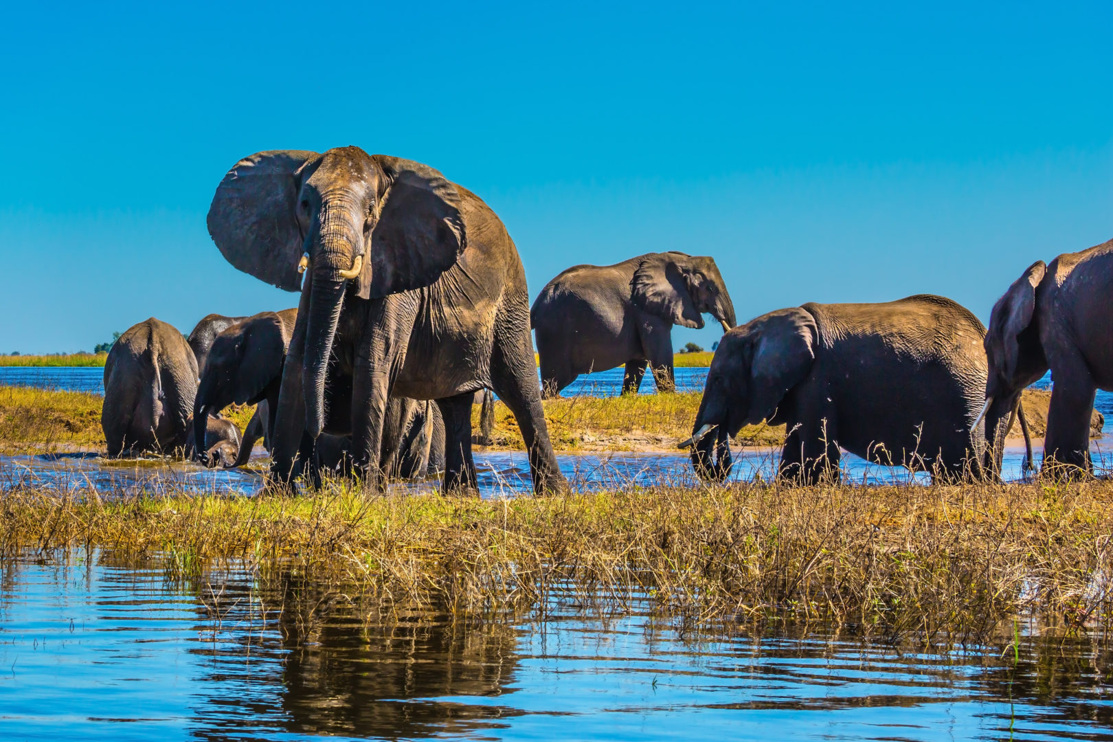 Elefantenherde im Chobe-Nationalpark von Botswana am Sambesi