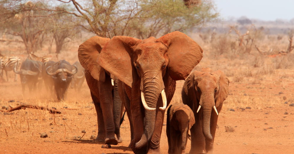 Elefantenbeobachtung in Südafrika
