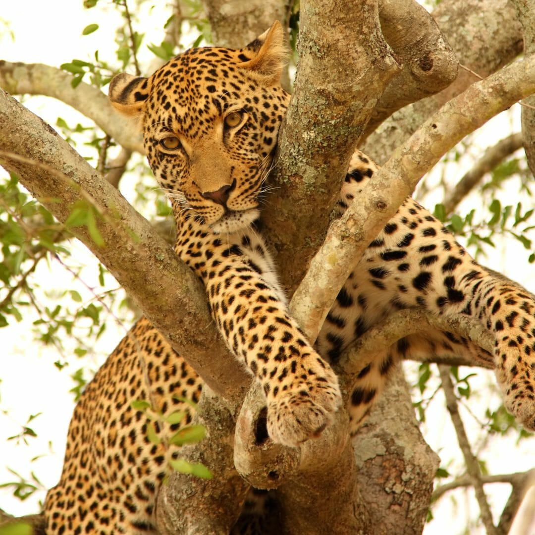 Tierbeobachtung und ein Leopard auf einer Safari, Reise nach Südafrika