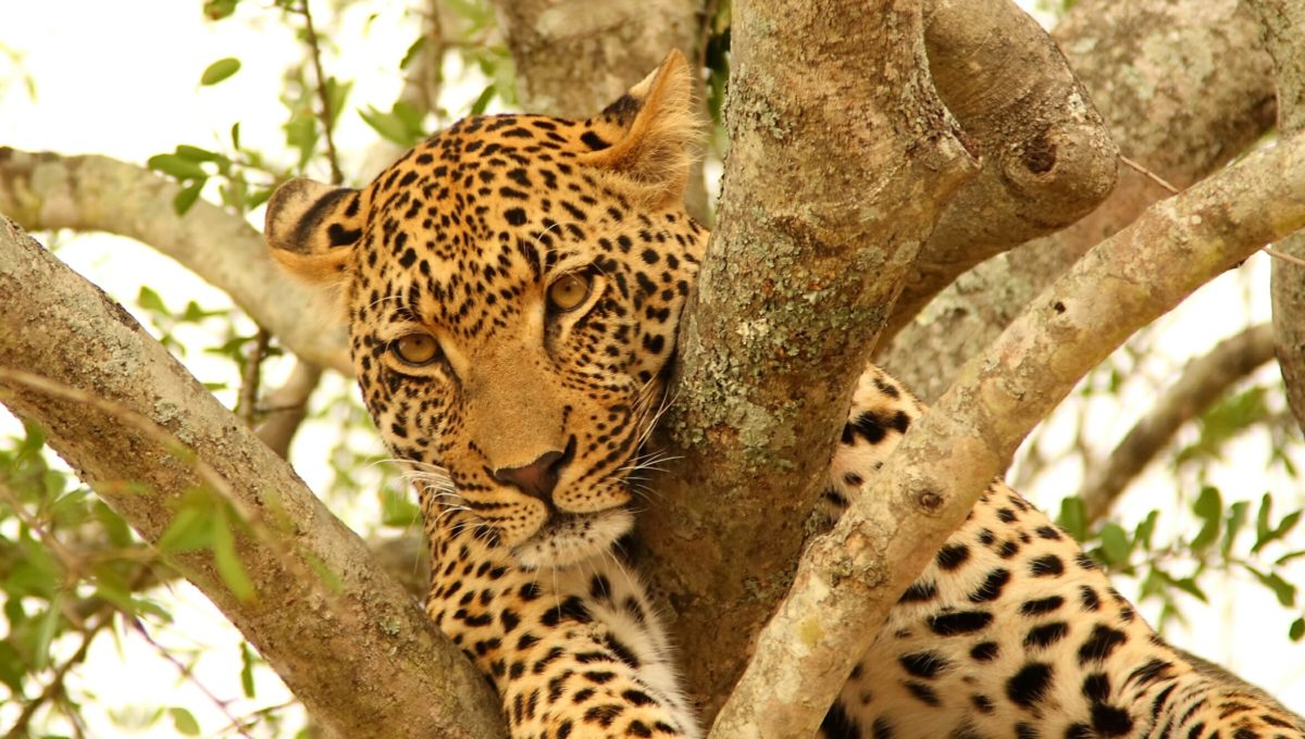 Tierbeobachtung und ein Leopard auf einer Safari, Reise nach Südafrika