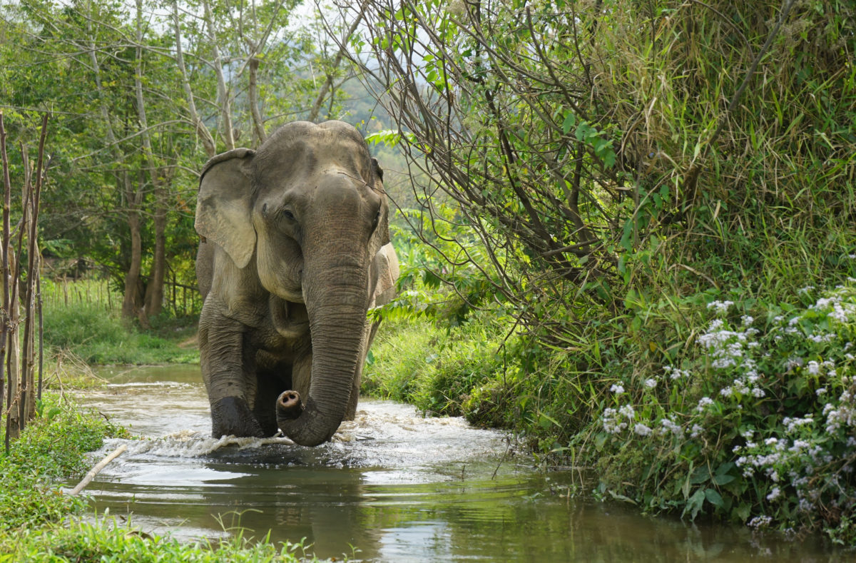 Mekong Elephant Park in Laos