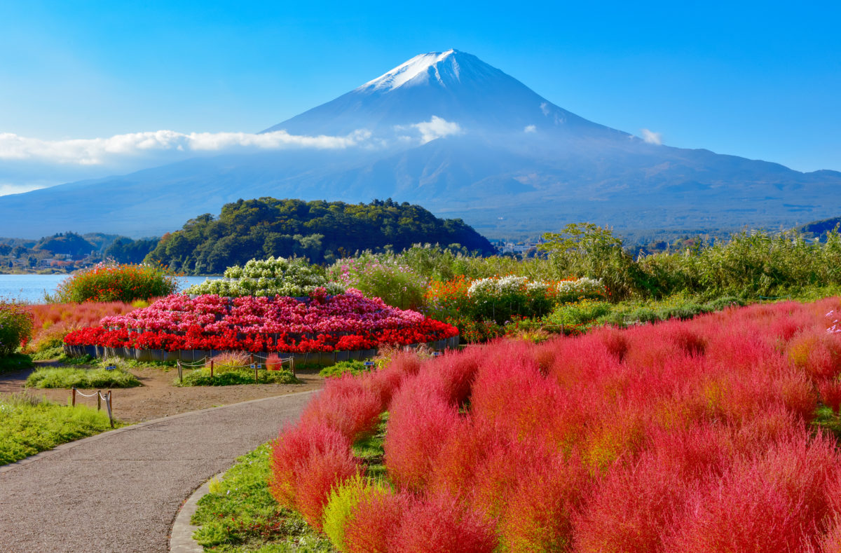 Berg Fuji und See Kawaguchi Oishi Kochia Park, Präfektur Yamanashi, Japan