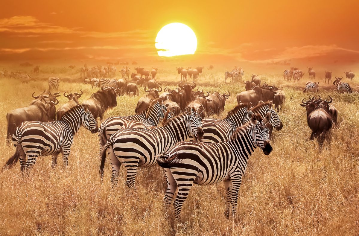 Besuch des Serengeti-Parks bei Sonnenuntergang in Tansania