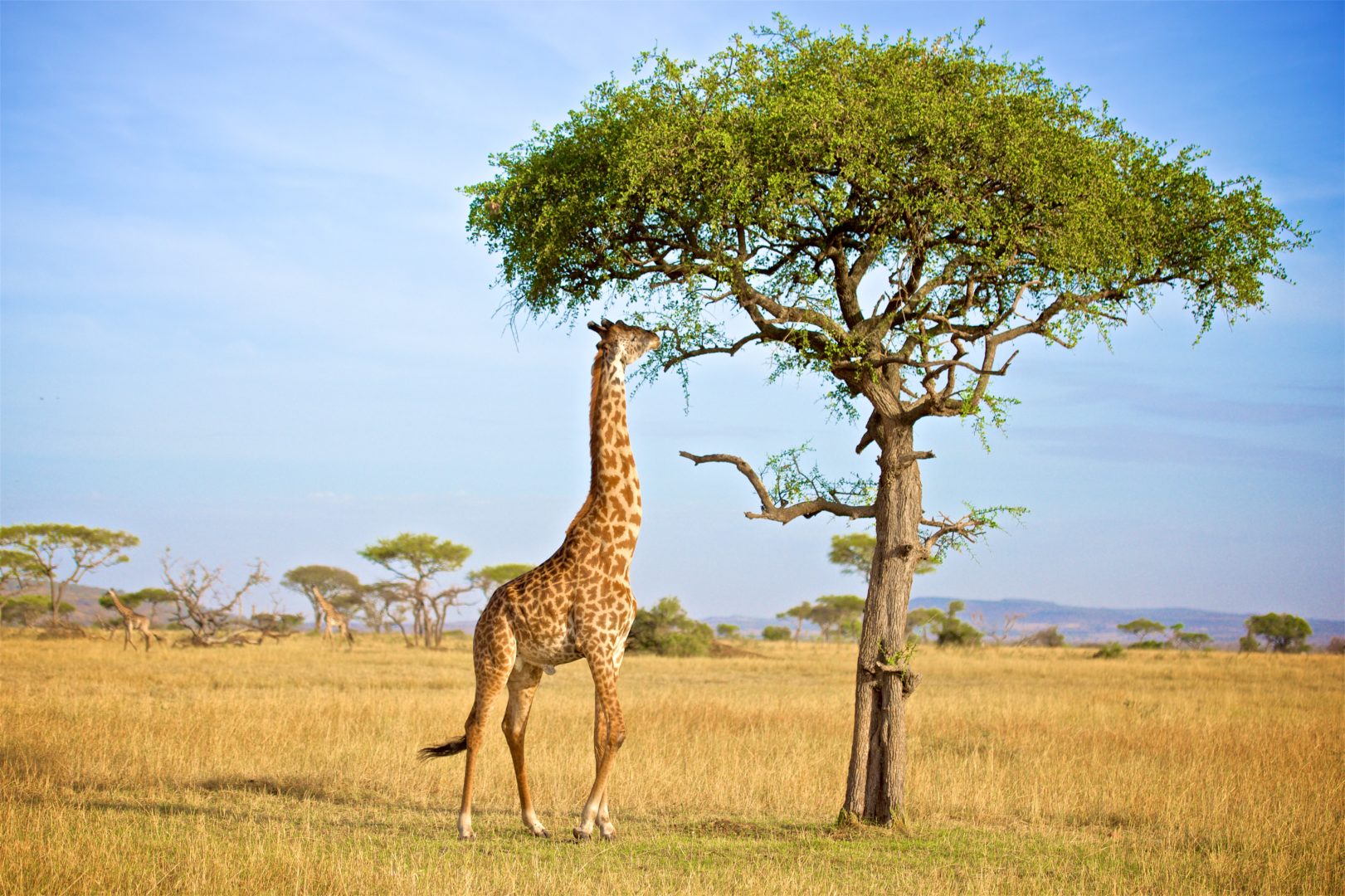 Besuchen Sie das Grumeti-Reservat, Reise nach Tansania