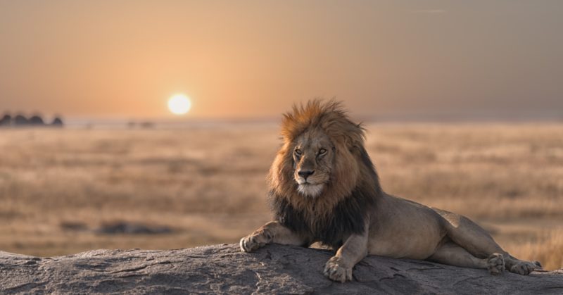 Gruppenreise nach Tansania zur Entdeckung der Tiere