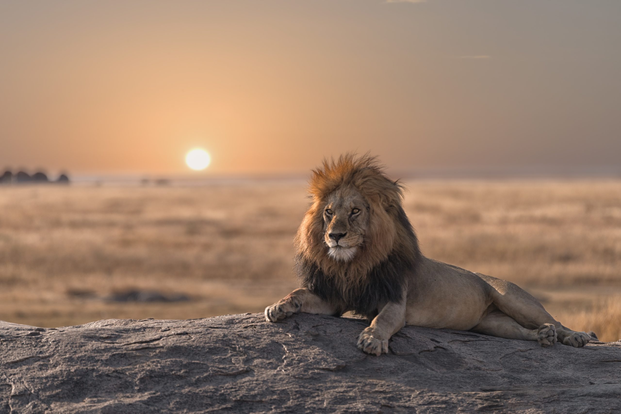 Voyage en groupe en Tanzanie à la découverte des animaux