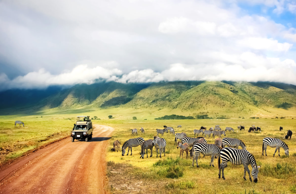 Safari im Ngorongoro-Krater-Nationalpark, Zebras entdecken, Reise nach Tansania