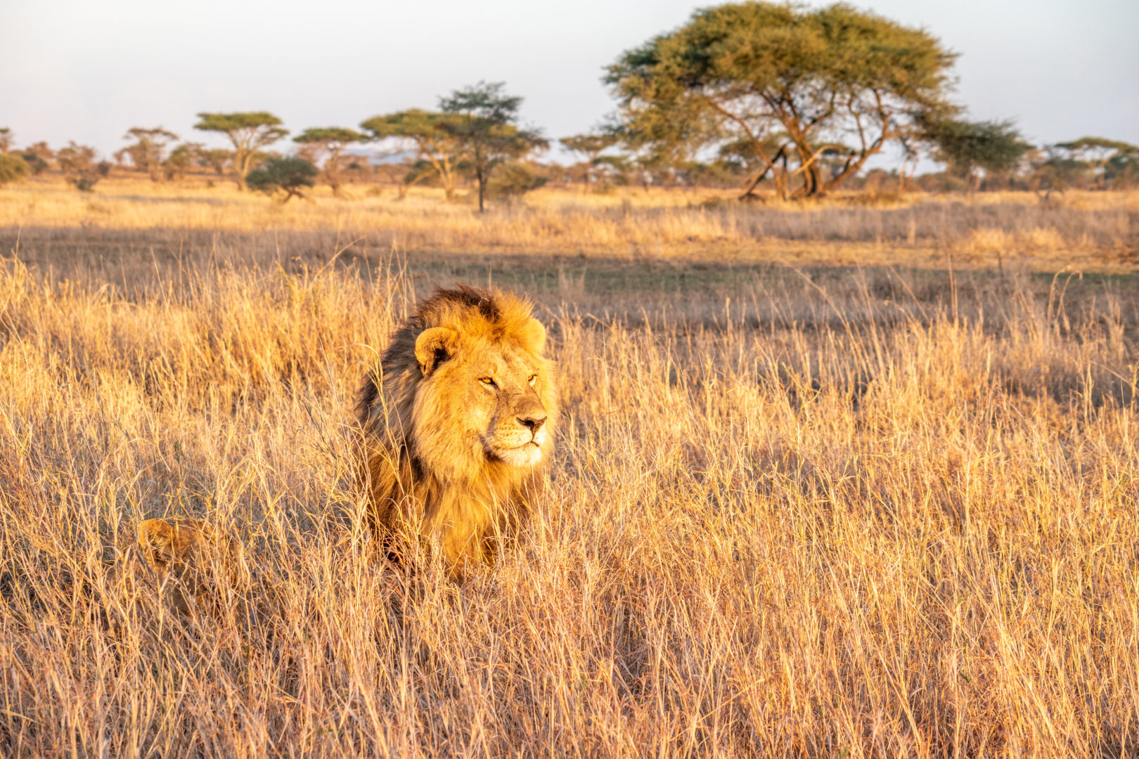 Löwe in der Savanne, Reise nach Tansania
