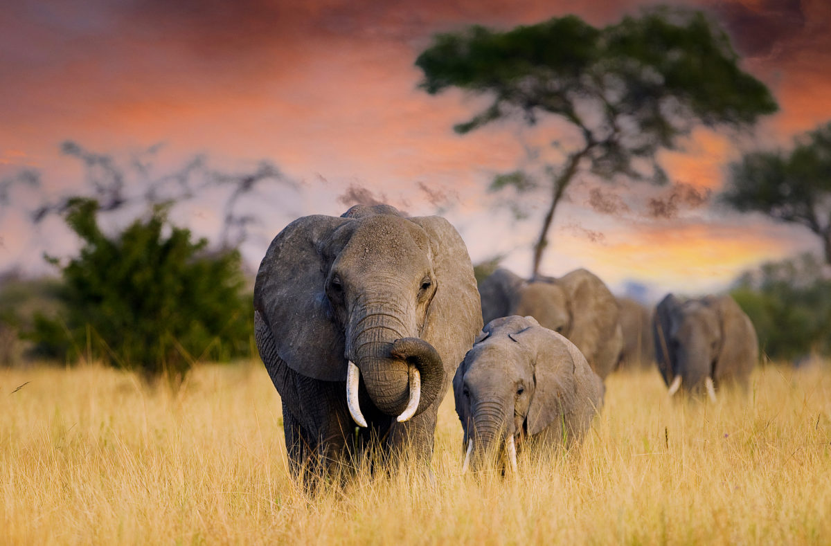 Elefanten im Tarangire-Nationalpark in Tansania