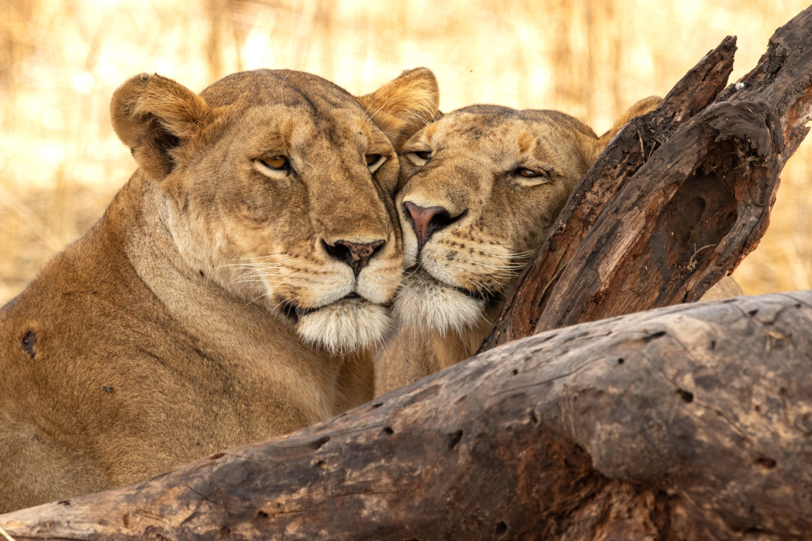 Löwen im Tarangire-Nationalpark, Reise nach Tansania