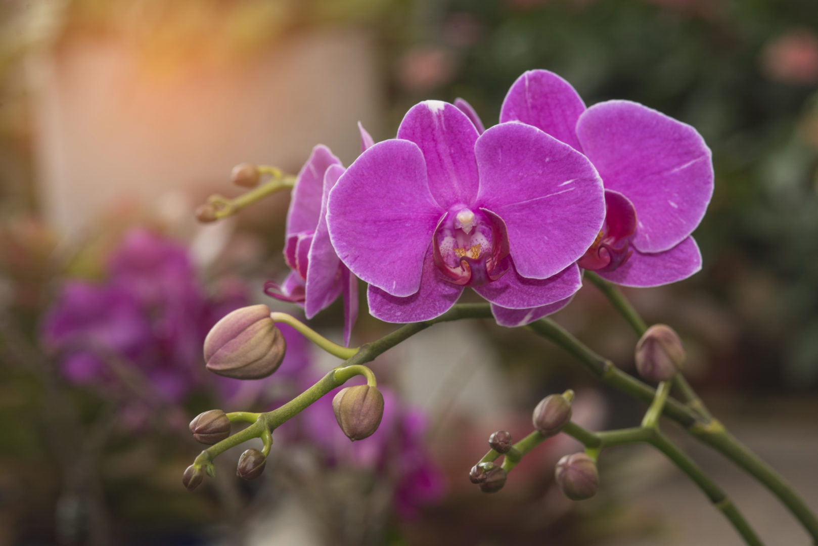 Orchideenpflanzung in Soroa Cuba